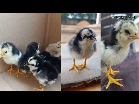 Aseel Chicks A Comprehensive Growth Journey from Day 1 to 45