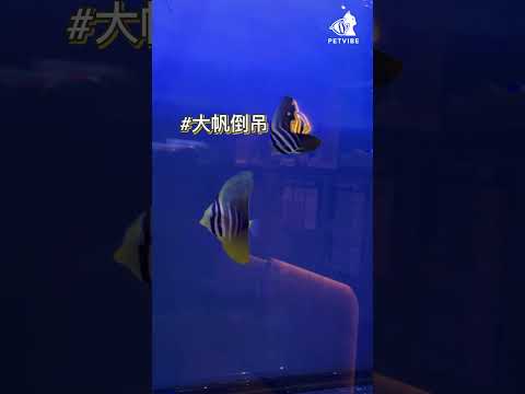 大帆倒吊  #sea #aquarium #petvibe #sailfintang #tank