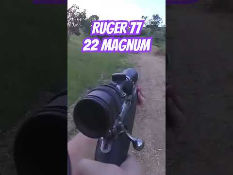 Ruger 77 22 Magnum #ozziereviews #shooting #rifle #ruger #22caliber #22longrifle #22mag #22wmr #gun