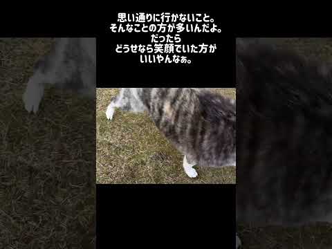 【12/20】今日のサプリ#秋田犬