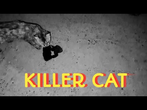 Horrible scene of kitten being eaten by cat | Killer Cat #killercat