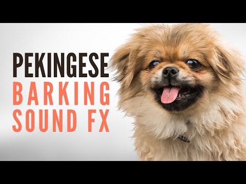 Pekingese Puppy Barking. Pekingese Excessive Barking NON STOP for More Than One Minute