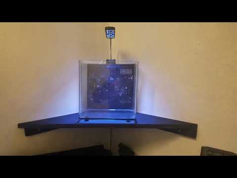 - Tony Nguyen 4 gallon Pico reef budget built (corner stand built)