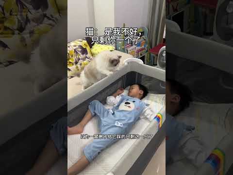 就因为怀孕被猫无意踩了一脚，六年后这猫付出了代价…