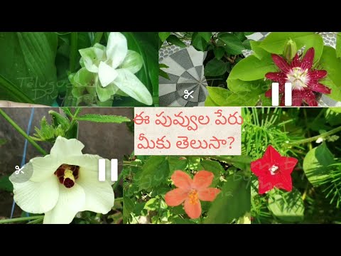 flowers/flowers names english and telugu కూరగాయ పువ్వులు