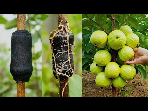 Cool Method, How to Grafting Guava Trees By Air Layering