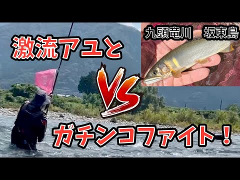 九頭龍川坂東島で激流アユとガチンコファイト！【1日目】