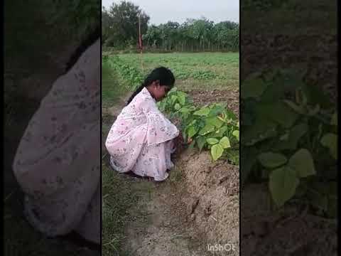 karamani plant / village#shorts