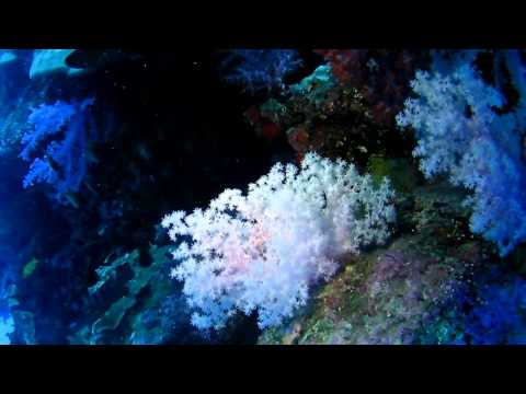 Soft Coral @ East Eden - Similan, Thailand