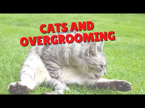 Why Cats Overgroom Themselves | Two Crazy Cat Ladies