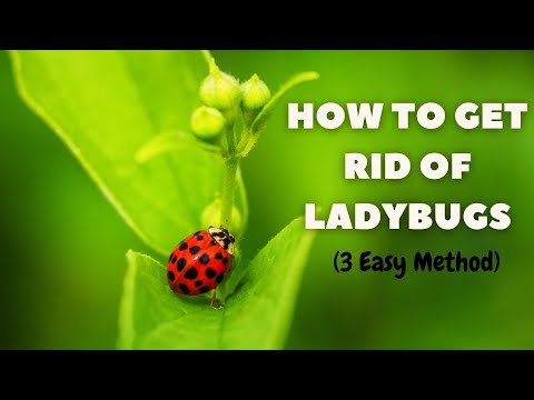 Managing Ladybug Infestations: How to Get Rid of Ladybugs Safely | The Guardians Choice