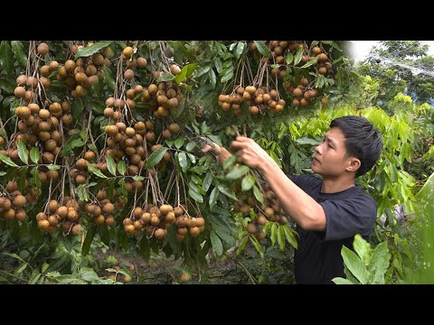 2 days harvest longan fruit to market sell, grow chayote,vegetables. 2 year living in forest