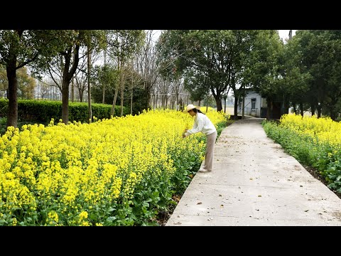 Edible Flower Recipe | Canola Spring Roll, Flower Egg and Coffee Brunch in the Field