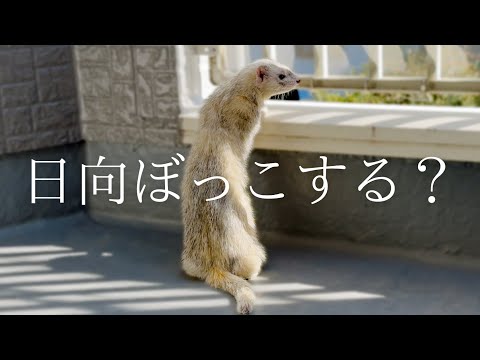 フェレットと一緒にベランダ散策♪春はもうすぐそこ…【ferret#1755】