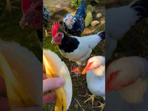 🍌 Banana-day for the bantams #bantamchickens #zwerghühner #keepingchickens #farming #chickens #huhn