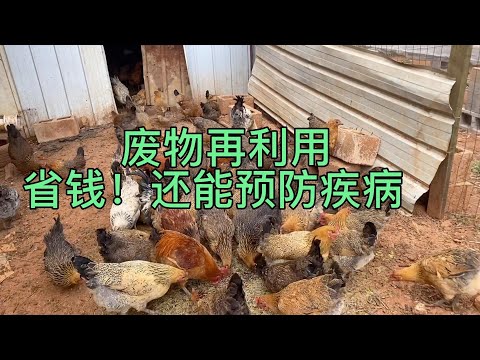 蕨菜根经过加工一下，为我养鸡省下很大成本，并且还能预防疾病