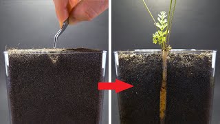 CARROT Growing from Seed Time Lapse - 100 Days