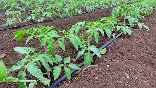 #Tomato Farming | watch full video for beautiful experience of tomato farm ..