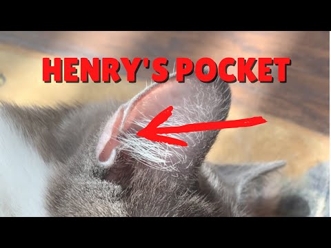 What Is Henry’s Pocket? | Two Crazy Cat Ladies #shorts