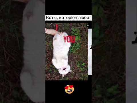 Коты которые любят ❤