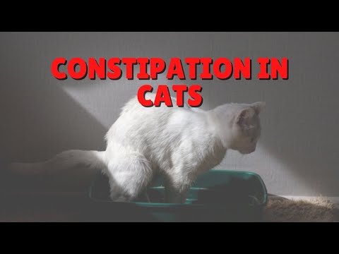 The Cause Of Constipation In Most Cats | Two Crazy Cat Ladies