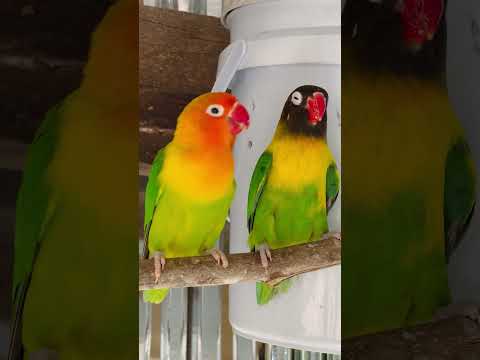 Smart lovebird Parrot , Little cute lovebird 🦜🥰 #bird #lovebirds