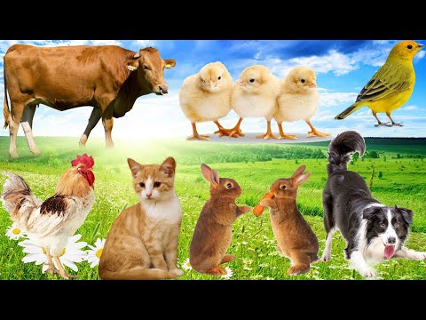 Life of animals: Dog, Cat, Chicken, Rabbit, Elephant, Duck, Monkey, Cow - Animal sounds