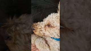 max eyes #maxthepoo #adorabledog #cockapoodog #cockerpoo #maxthedog #eyes #dogbreed #cute #dog