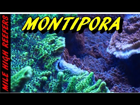 Montipora Why I Love it so Much