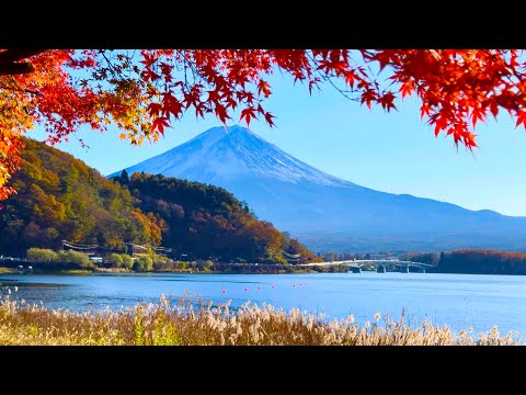 [4K HDR ] Famous Mountain Fuji Tour. @ Autumn Walking tour Along the Kawaguchiko Lake. Japan.