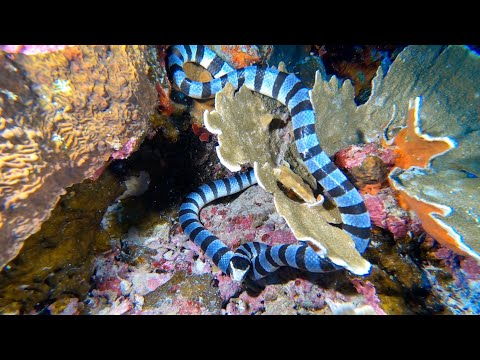 Sea snakes from the Philippines