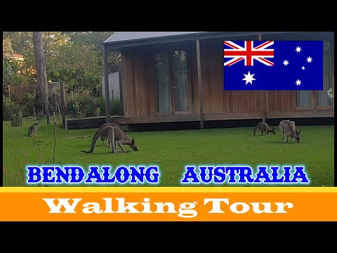 🇦🇺 🦘 Kangaroos at Australia's Coastal Town Bendalong - Australia