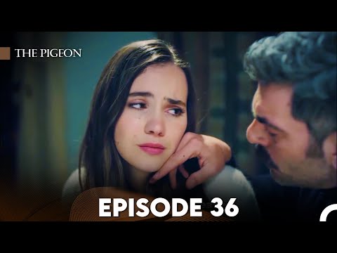 The Pigeon Episode 36 (FULL HD)