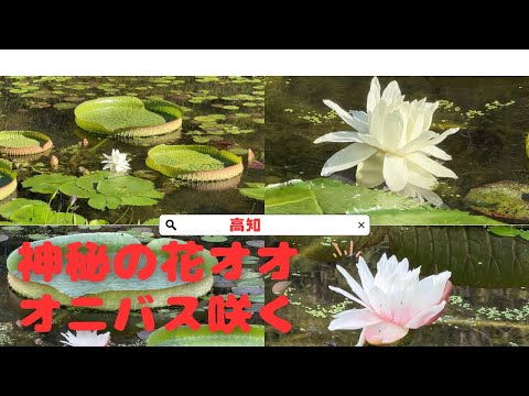 神秘の花オオオニバス咲く！短くはかない花の生涯(高知)