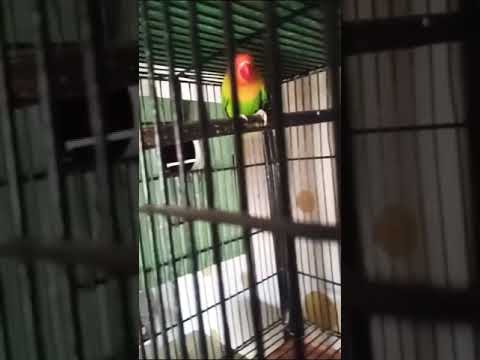 #saleupdate #lovebird #pigeon #pet #male  subscribe chanel