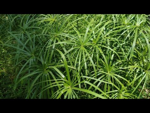 Umbrella Palm care and growing season