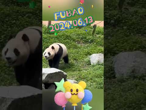 🐼FUBAO2024.06.13 #panda #pets #fubao #cute #animals #funny #love