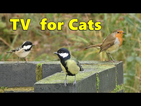 Videos for Cats to Watch Birds on The Wall ~  Cat TV