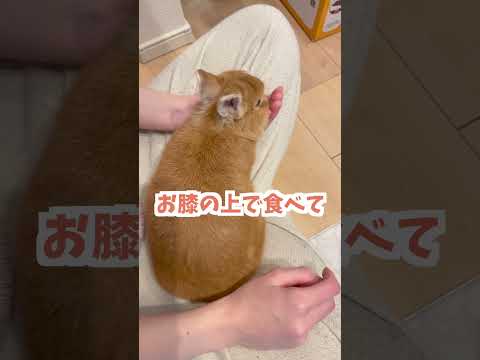 【うさぎあるある】ご飯に夢中で実はお膝に乗っていることに気づかないうさぎ【ネザーランドドワーフのコッペ】#ネザーランドドワーフ #うさぎのいる暮らし #ウサギ #うさぎのいる生活 #shorts