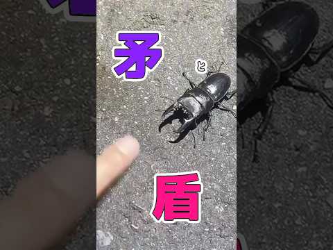 【決戦】ピアス大量男がクワガタに挟まれてみた！#クワガタ#ピアス #検証