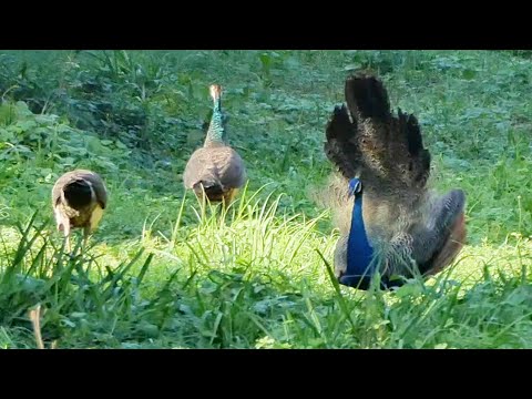 peacock sound  🦚 young peacock sound💤 मोर की आवाज़ #peacock #peacockcall #peacockvoice #morkiawaz