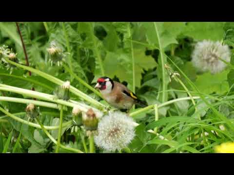 footage: Stieglitz (Carduelis carduelis), Distelfink, European goldfinch