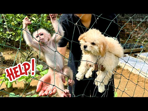 Naughty baby Kaki monkey caught in net