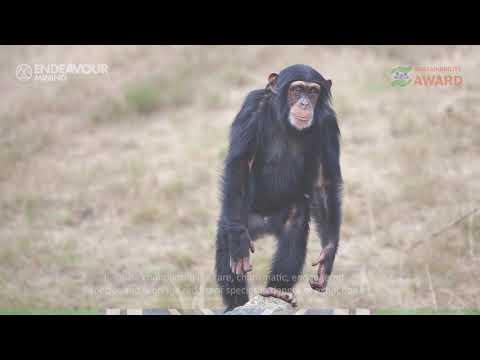 Protecting the Chimpanzees - Sabodala-Massawa Mine Nomination - Endeavour 2022 Sustainability Awards