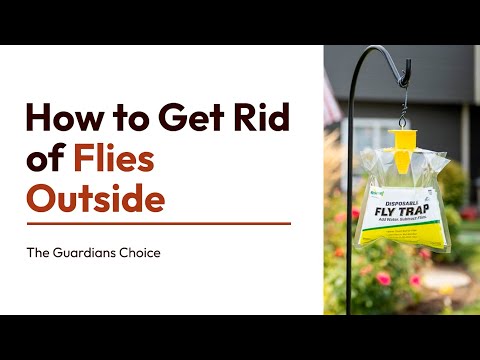 How to Get Rid of Flies Outside | 15 Steps | The Guardians Choice