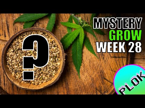 Cha Ching Micro Nutrients - Mystery Seed Indoor/Outdoor Grow Week 28