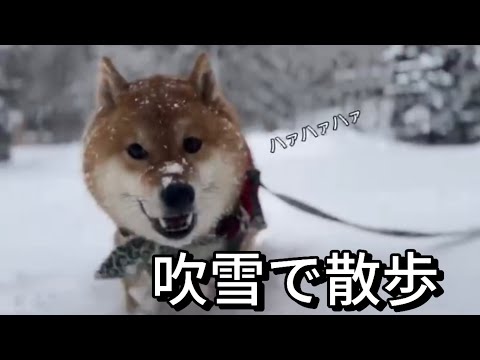 吹雪でも止まらない‼️雪まみれの柴犬散歩で癒される