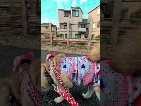 線路脇をのんびり【介助犬と桃にゃん】 #柴犬介助犬 #介助犬るな #介助犬と桃にゃん #介助犬 #dog #doglover #cutedog #柴犬