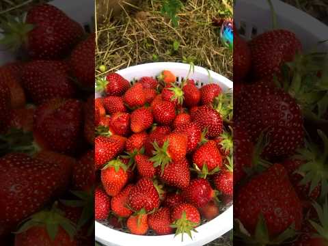 Growing organic strawberries 🍓 on an urban farm #strawberry #strawberries #shortsyoutube #shorts