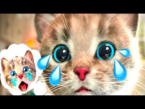 CUTE LITTLE KITTEN ADVENTURE - PLAY CAT CARE GAMES FOR BABY TODDLERS & FOR KIDS #1167